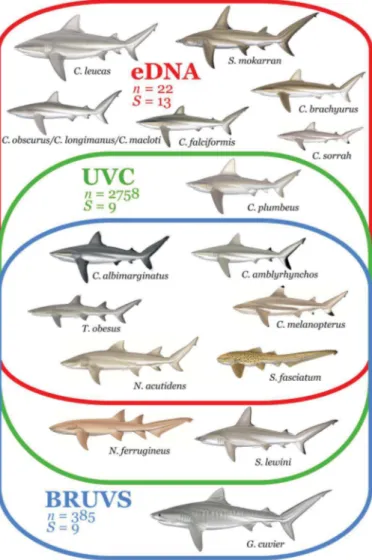 Fig. 2. Detection of shark species with different sampling methods. Venn diagram showing the species detected by eDNA (n = 22 samples, S = 13 species), UVC (n = 2758 samples, S = 9 species), and BRUVS (n = 385 samples, S = 9 species)
