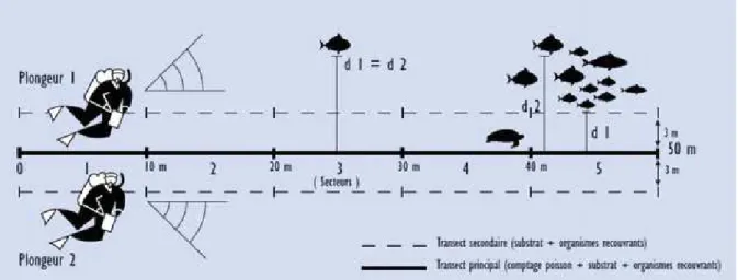 Figure 1.5 – Illustration d’un transect linéaire [Elise and Kulbicki, 2015].