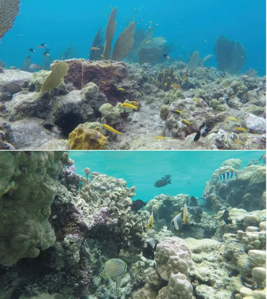 Figure 1.20 – Exemples d’environnements complexes dans les écosystèmes coralliens.