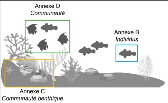 Figure 9 : Schéma des différentes échelles écologiques étudiées. 