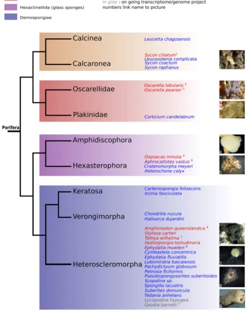 Figure 1. Phylogenetic relationships among the main sponge taxa according to molecular phylogenetic studies