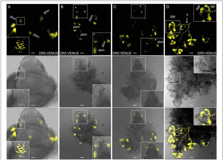 FIGURE 6 | Auxin distribution during rice inflorescence branch formation using DR5:VENUS