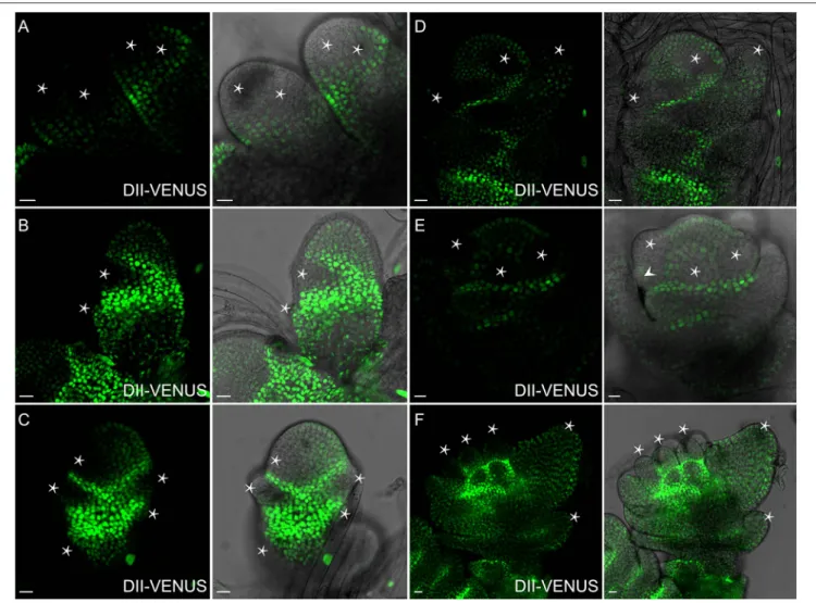 FIGURE 7 | Auxin distribution during flower formation using DII-VENUS sensor. (A) Secondary branch primordia formation at the primary branch