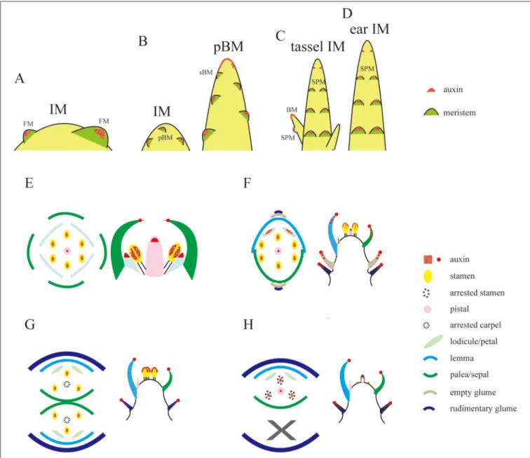 FIGURE 8 | Schematic representations of auxin levels during reproductive development. (A–D) Auxin observation during the transition of IM in Arabidopsis (A), rice (B), and maize (C,D)