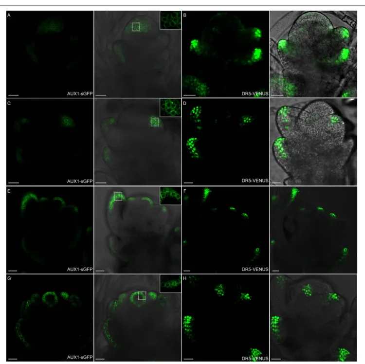 FIGURE 11 | OsAUX1 protein localization overlaps with auxin maxima during floral development