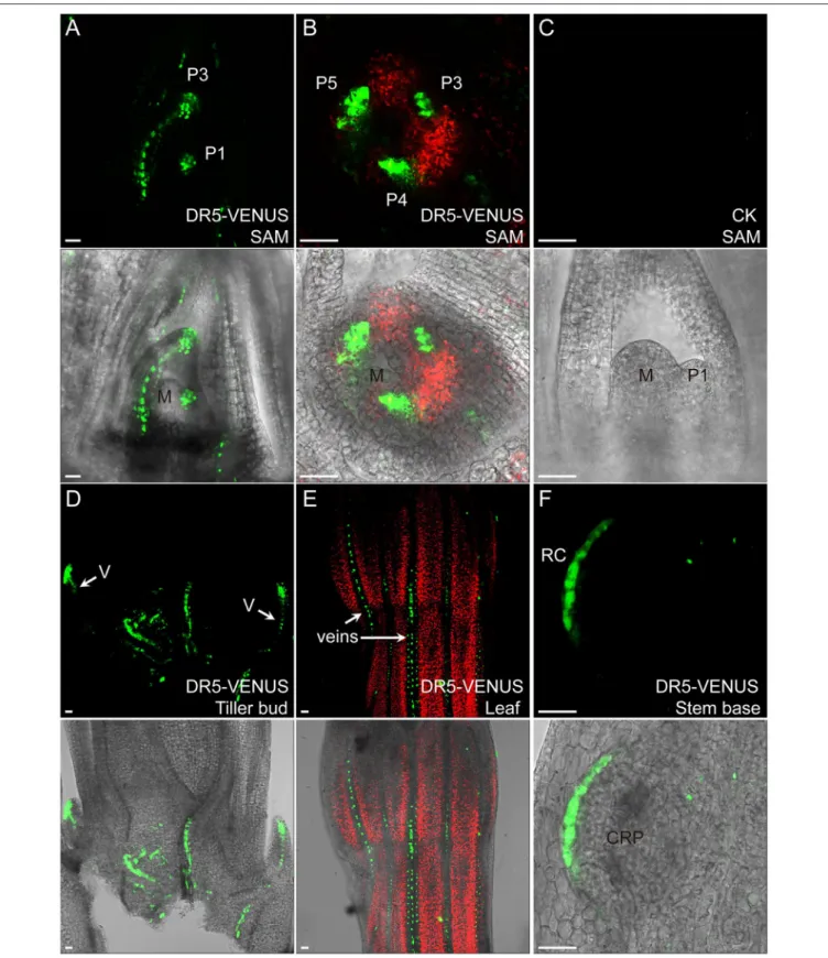 FIGURE 2 | Auxin expression sites in rice vegetative tissues. In (A,B), auxin highly accumulates in leaf primordia but is lacking in meristem center