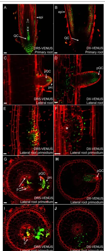 FIGURE 4 | Auxin distribution in rice roots. Auxin distributions in radicles of DR5-VENUS (A) and DII-VENUS (B) transgenic lines