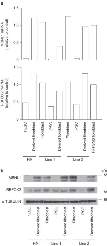 Figure 4 | Upregulation of RBFOX2 and MBNL1 expression after commitment. (a) Bar graphs showing the expression level of MBNL1 and RBFOX2 in parental ﬁbroblasts, corresponding iPSCs, H9 hESCs and ﬁbroblast-differentiated cells (samples from Fig