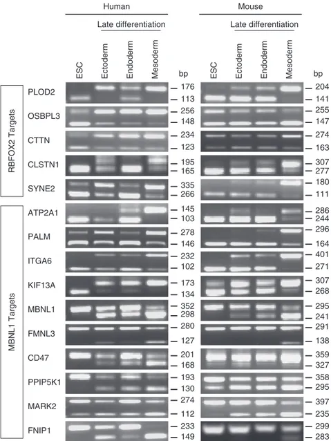 Figure 5 | Conservation of speciﬁcity of mesoderm-speciﬁc splicing in mammals. Agarose gels showing the alternative splicing of the 15 alternative splicing events identiﬁed in Fig