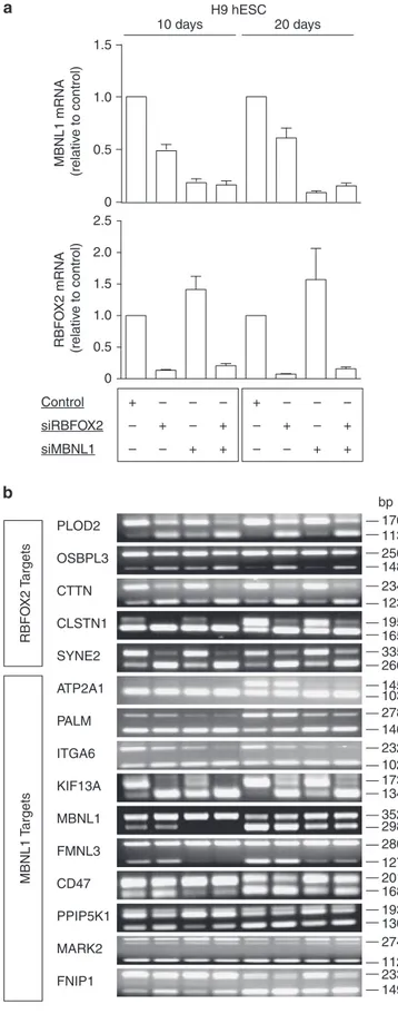 Figure 6 | Reversal of ﬁbroblast splicing proﬁle by inhibition of RBFOX2 and MBNL1 re-expression