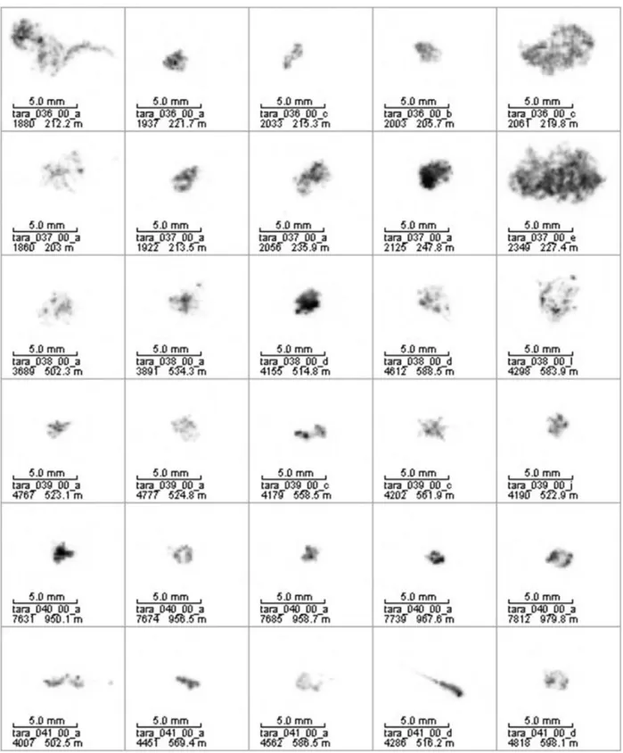 Figure 10. Examples of large aggregates observed at station 36 to 41 (depth is indicated on pictures).