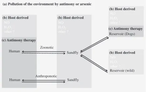 Fig. 1. Origin of potential selective agents in the context of anthroponotic and zoonotic life cycles of Leishmania