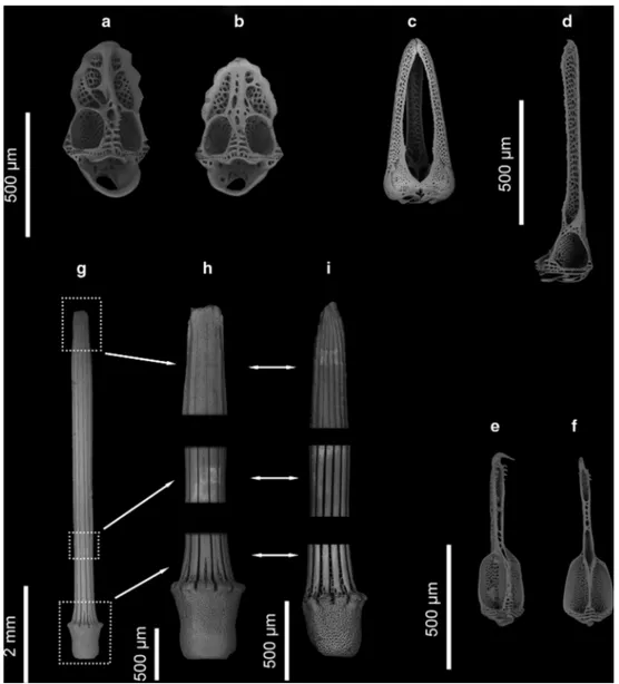 Fig. 5 Gracilechinus multidentatus. a, b Isolated valves of ophice- ophice-phalous pedicellariae, a specimen AGT-1 426 and b AGT-1 423