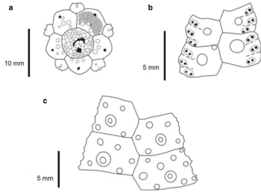 Fig. 4 Gracilechinus multidentatus, details of test plating. a Apical disc of specimen Hero 72.4b GP 7969.