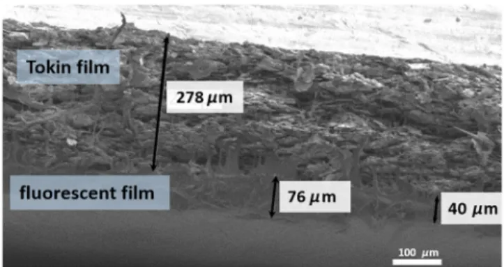 FIG. 1. Cross-section scanning-electron-microscope micro- micro-graphs of Tokin capped by a thin ﬂuorescent ﬁlm.