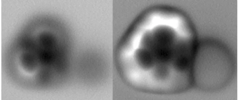 Figure 2: AFM images of a deiodinated ITP molecule in constant-height (left) and constant-current (right) modes