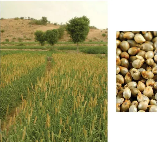 Figure  In-1:  Picture  of  a  millet  field  in  Niger  (left)  and  focus  on  mature  seeds  after  harvest  (right)