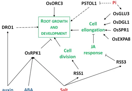 Figure  In-4:  Gene  networks  controlling  root  growth  in  rice.  Arrows  represent  the  positive  regulatory action of one element of the network on another one