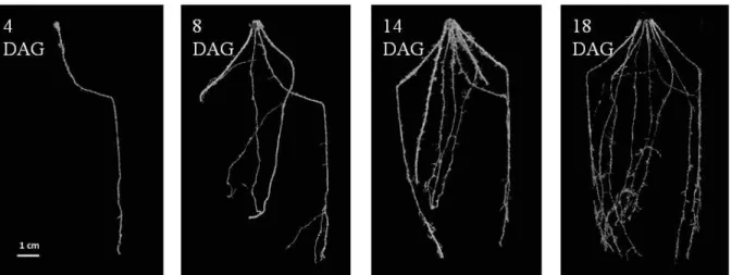 Figure 1-3: Establishment of the architecture of a soil grown pearl millet root system using X- X-Ray CT: 2D projection of a 3D image of the root system architecture
