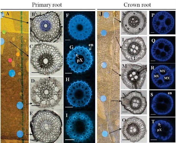 Figure 1-4: Anatomical organization of a primary root (B-I) and a crown root (K-T), 11 and 15  days  after  germination respectively