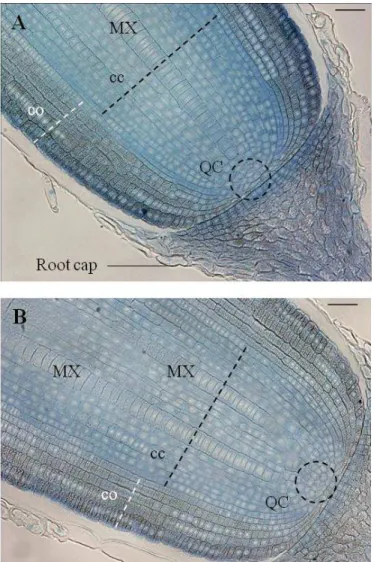 Figure  1-6:  Anatomical  organization  of  primary  root  and  crown  apices  observed  on  a  longitudinal  section,  stained  with  toluidine  blue,  sampled  5  days  after  germination