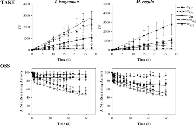 Figure 1. Uptake and loss kinetics of  51 Cr,  57 Co,  65 Zn,  109 Cd and  110m Ag in the oysters  Isognomon  isognomon  and  Malleus  regula  exposed  for  28  d  to  5  radiotracers  via  seawater  (Concentration  Factors  -CF-;  mean  ±  SD;  n  =  10  