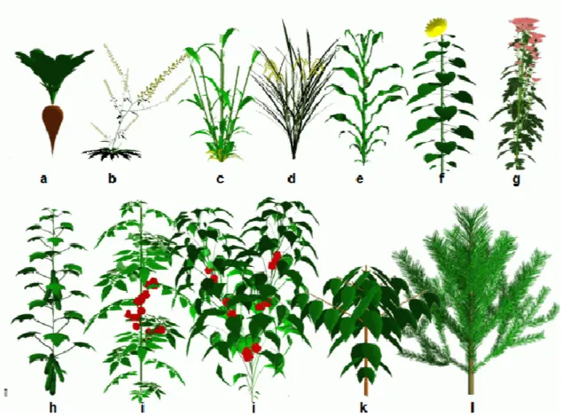 Figure 9. Exemples de plantes produites par DigiPlante. 
