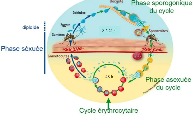 Figure 2 – Cycle du paludisme à Plasmodium falciparum (d’après un dessin de Cécile Moreau,  Institut Pasteur) 