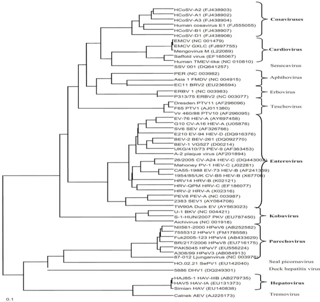 Figure  1:  Phylogenetic  tree  based  on  the  deduced  amino-acid  sequence  of  the  structural  P1  region  of  representatives  of  the  different  genera  within  Picornaviridae