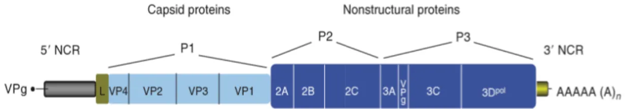 Figure 4: Organization of a typical picornavirus RNA genome. (26) 