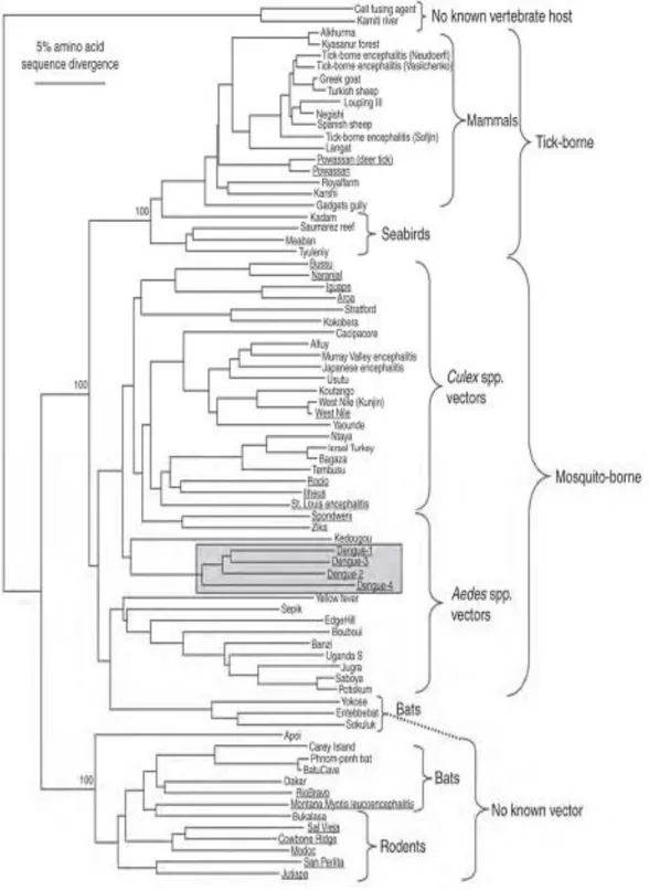 Figure  2:  Devided  from  the  GenBank  library,  phylogenetic  tree  of  the  flaviviruses  derived from partial Non-structural protein NS-S (NSS) sequences