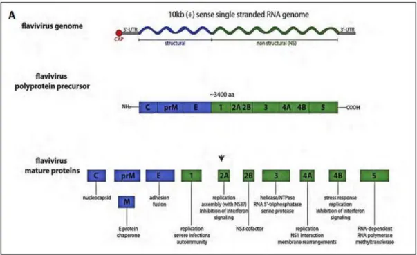 Figure 5: The detail of cleavage sites for cellular proteases, NS2B/ NS3 and unknown  protease are indicated (47)