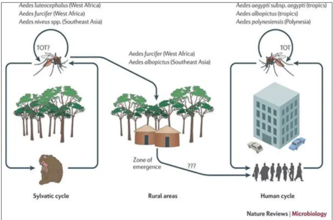Figure  8:  Depicting  the  hypothetical  evolutionary  history  of  endemic  or  epidemic  DENV emergence from zoonotic transmission cycles (81)