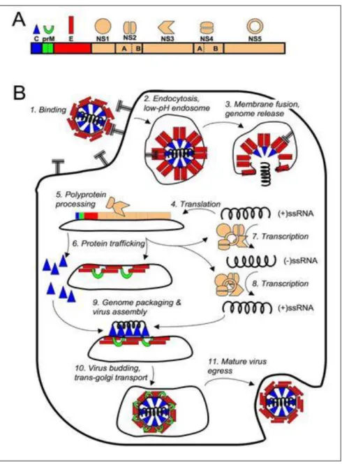 Figure 9: Schematic of viral replication within host cell of a Flavivirus. (Tomlinson et  al, 2009) (86)