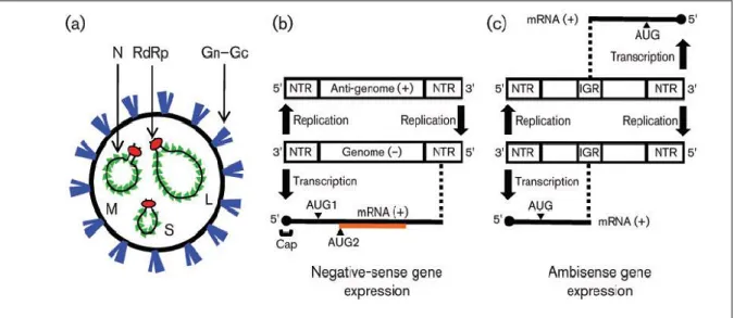 Figure 13: Schematic representation of a generic bunyavirus virion, and negative-sense or  ambisense gene expression strategies (142)