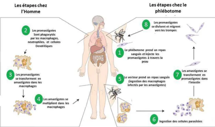 Figure 3. Cycle de transmission du parasite Leishmania  https://oncohemakey.com/leishmaniasis-2/ (avec modification) 