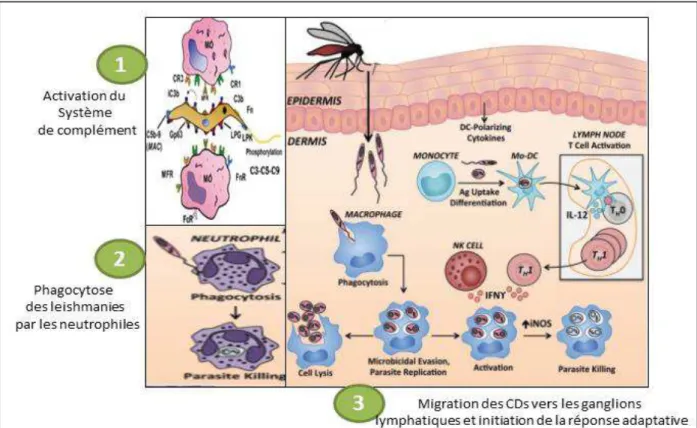 Figure 6. Interactions initiales entre le parasite et le système immunitaire inné  (Scorza et al., 2017) (avec modification) 