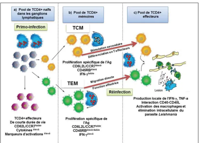 Figure 9. Développement et maintien des sous populations T CD4+ mémoires  suite à une infection par Leishmania (Gollob et al., 2005) 