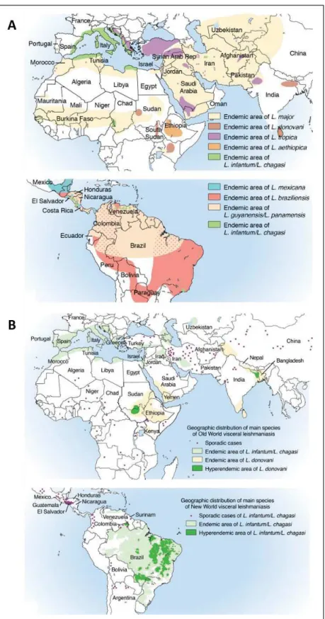 Figure I. 2 Leishmania world distribution (31,42). A) World distribution of CL-causing Leishmania species