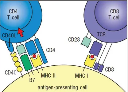 Figure I. 8  Naive T cell priming.  Interaction  between  antigen-presenting  cells and  naive T  cells  (represented  here: 