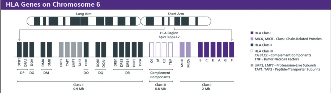 Figure I. 10 Genetic loci in chromosome 6 encoding for all HLA proteins (©STEMCELL Technologies Inc