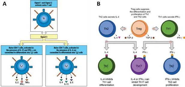 Figure I. 14 Naive T cell differentiation in Th1 or Th2 effector cells and cross-regulation, adapted from (121)