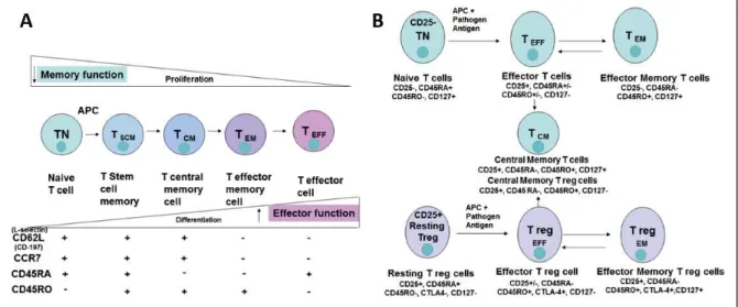 Figure I. 17 T cell subset populations and differentiation (193). A) Memory TCD8+ cell differentiation