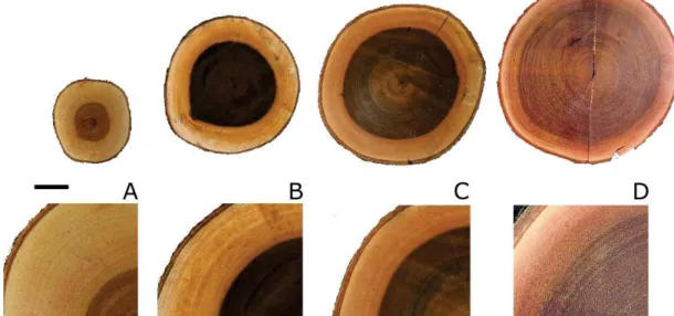Figure 18 : La physionomie de la s ection de bois chez l’Angélique.