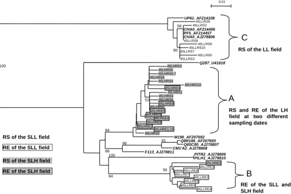 Figure 2. Phylogeny to phlD nucleotide sequences using partial phlD gene sequences from the GenBank database (bold,  italics) and sequences obtained from cloning of the 227 bp amplicons from DNA extracted from the soil and root fractions  of the wheat rhiz