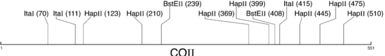 Fig. 3). These highly divergent clades may represent different, probably cryptic, species and are therefore not included in population genetic analyses of S