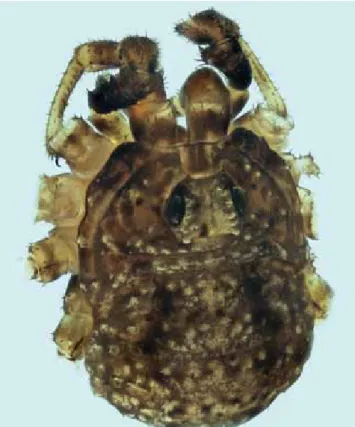 Figure  2.-  Kalliste  pavonum  :  vue  rapprochée  de  habitus  du  mâle  adulte, sans patte.