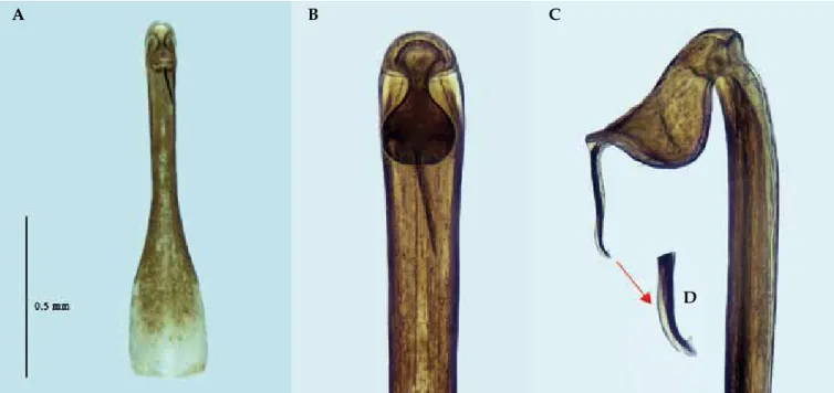Figure 5.- Kalliste pavonum mâle. A, vue ventrale du pénis (x100) ; B, vue ventrale du pénis (x200) ; C, vue de profil du pénis, ; D, détail du stylus  (toutes les photos : P