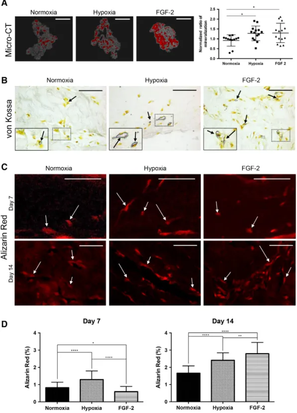 Figure 1. Effect of hypoxia and FGF-2 primings on mineralization within tissue-engineered scaffolds cultured under osteogenic condi- condi-tions