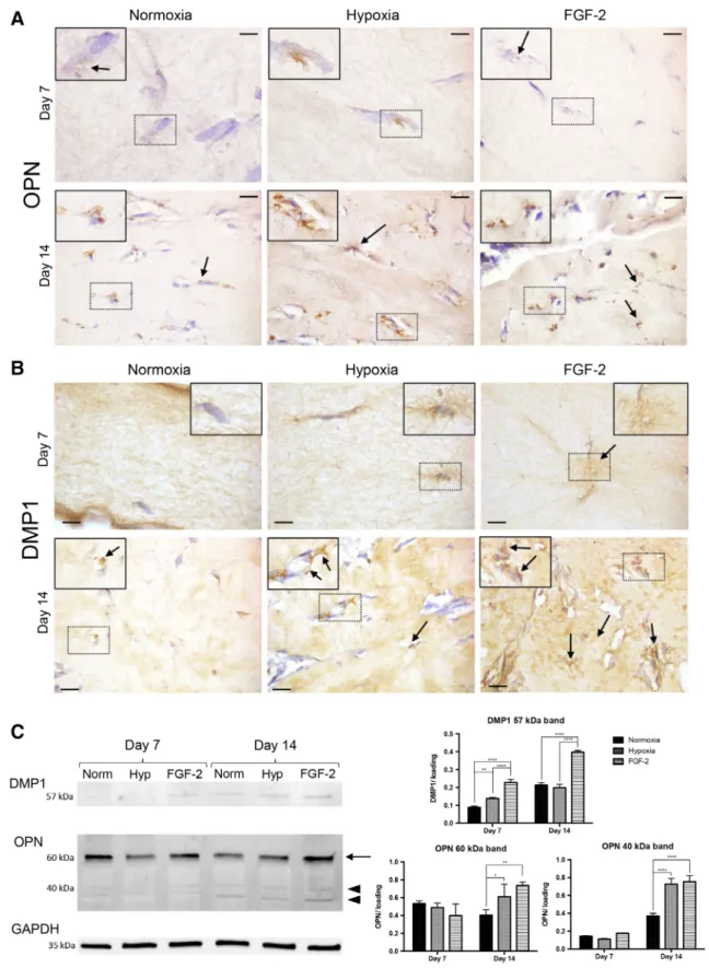 Figure 3. Osteogenic differentiation of stem cells from human exfoliated deciduous teeth in tissue-engineered scaffolds